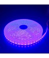 5m 10W/m Paarse LED-strip - 24V DC, IP65, 120 LED's per meter