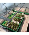 LEDlife Pro-Grow 2.0 vækst sæt - 2 x 90 cm, 30W LED, fuldt spektrum