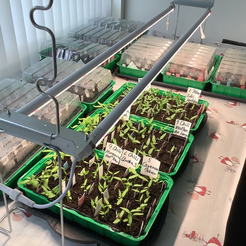 LEDlife Pro-Grow 2.0 vækst sæt - 2 x 60 cm, 20W LED, fuldt spektrum